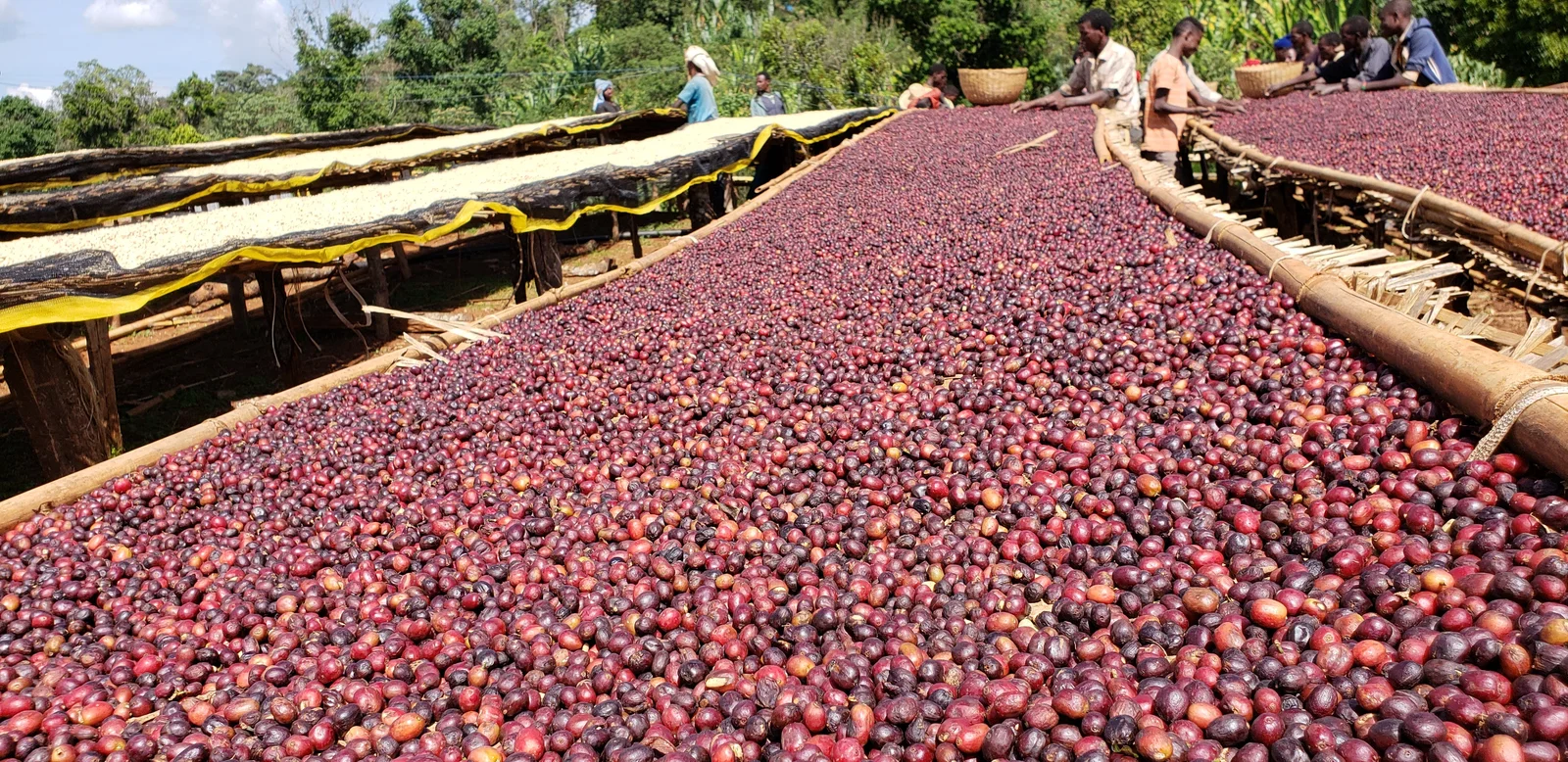 Ethiopia Guji Uraga coffee