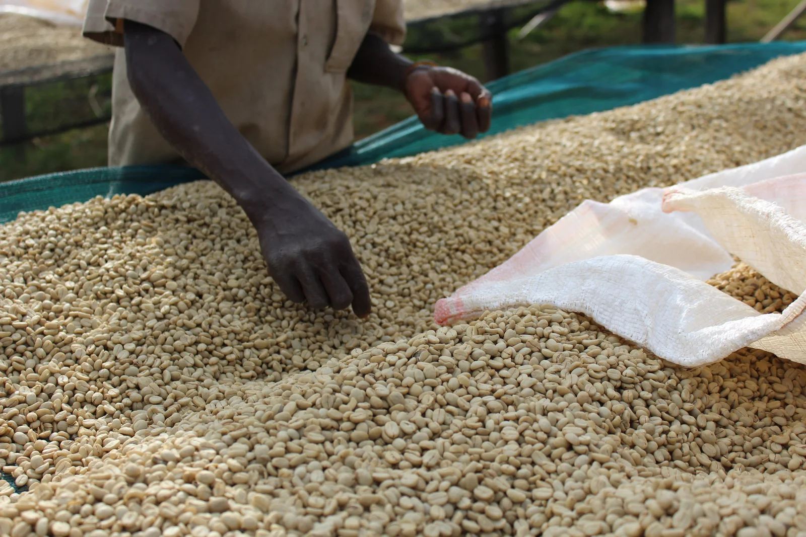Green coffee after drying goes through quality check process