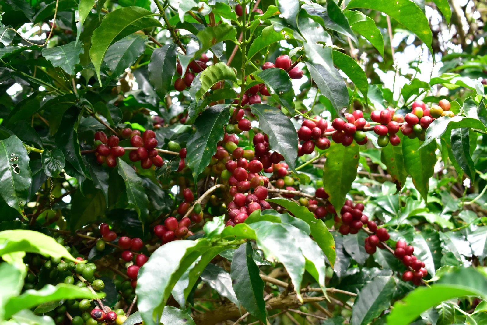 Ethiopia Guji Uraga coffee